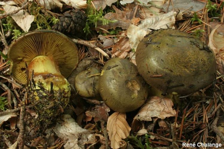 <i>Cortinarius atrovirens</i> Kalchbr. © R. Chalange