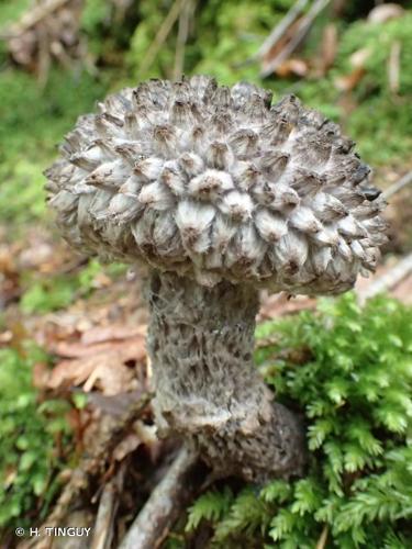 <i>Strobilomyces strobilaceus</i> (Scop. : Fr.) Berk. © H. TINGUY