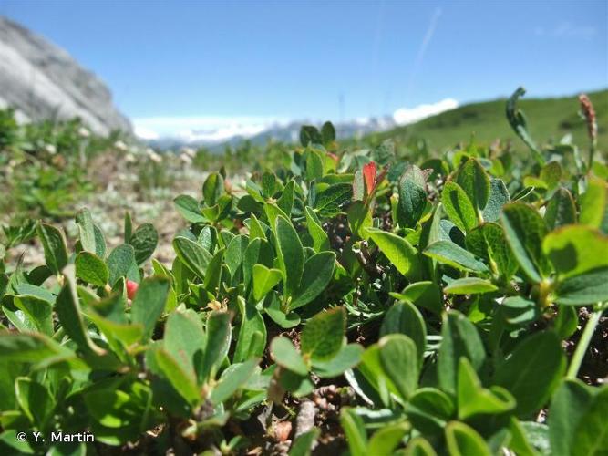 <i>Vaccinium uliginosum </i>subsp.<i> microphyllum</i> (Lange) Tolm., 1936 © Y. Martin