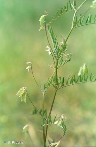 <i>Ervilia hirsuta</i> (L.) Opiz, 1852 © S. Filoche