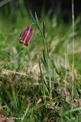 <i>Fritillaria pyrenaica</i> L., 1753 © A.-H. Paradis