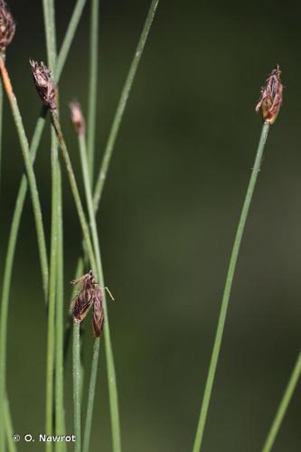 <i>Eleocharis quinqueflora</i> (Hartmann) O.Schwarz, 1949 © O. Nawrot