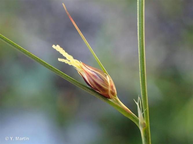 <i>Juncus trifidus</i> L., 1753 © 