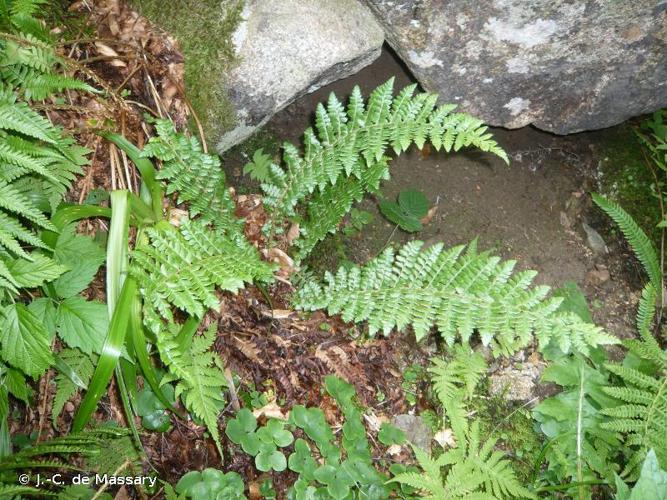 <i>Polystichum braunii</i> (Spenn.) Fée, 1852 © J.-C. de Massary