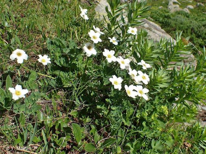 <i>Callianthemum coriandrifolium</i> Rchb., 1832 © 