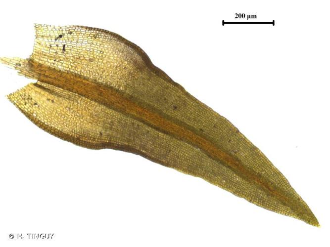 <i>Bryoerythrophyllum ferruginascens</i> (Stirt.) Giacom., 1947 © H. TINGUY