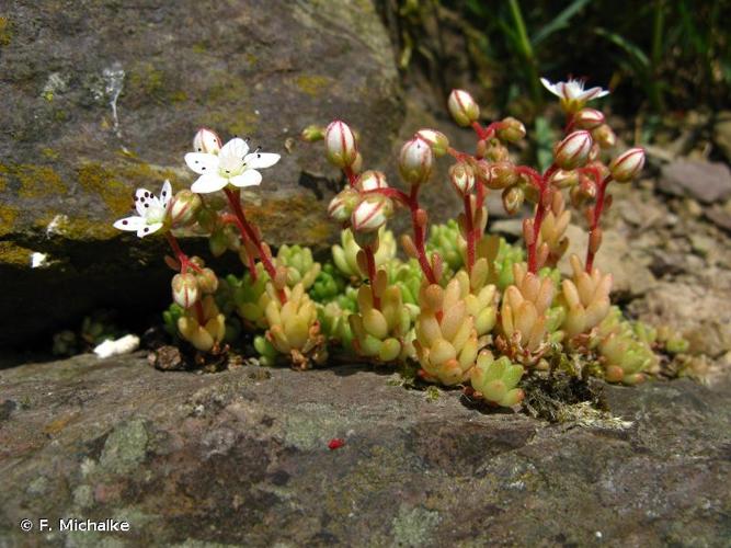 <i>Sedum hirsutum</i> All., 1785 © F. Michalke