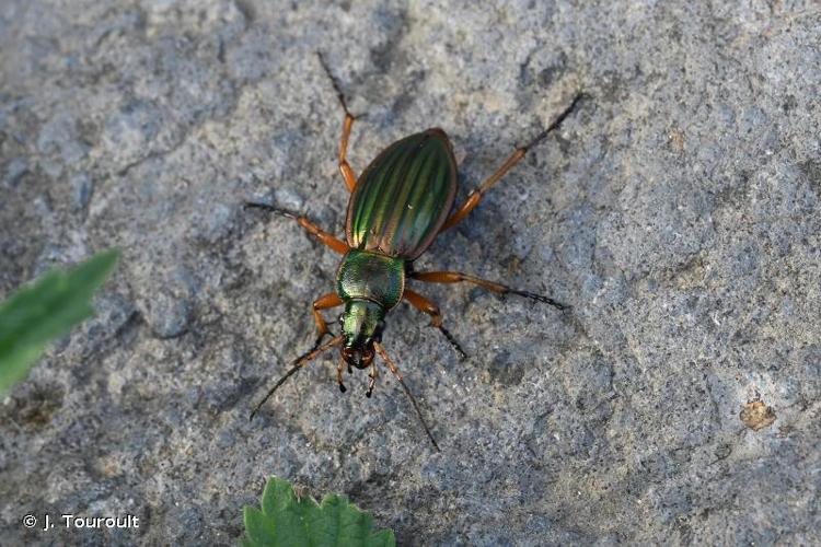 <i>Carabus auratus auratus</i> Linnaeus, 1760 © J. Touroult