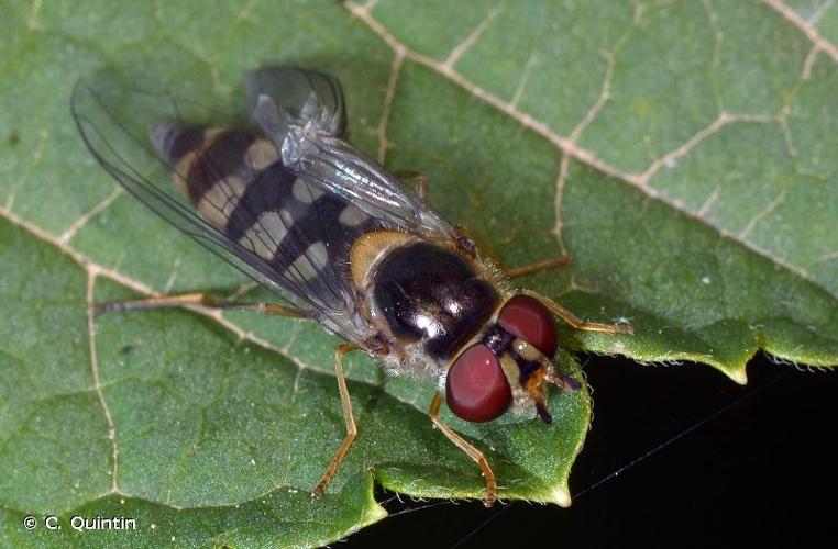 <i>Meliscaeva auricollis</i> (Meigen, 1822) © C. Quintin