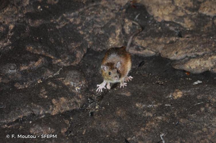 <i>Rattus norvegicus</i> (Berkenhout, 1769) © F. Moutou - SFEPM