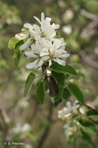 <i>Amelanchier ovalis</i> Medik., 1793 © S. Filoche