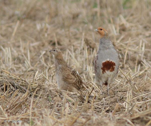 <i>Perdix perdix</i> (Linnaeus, 1758) © F. Jiguet