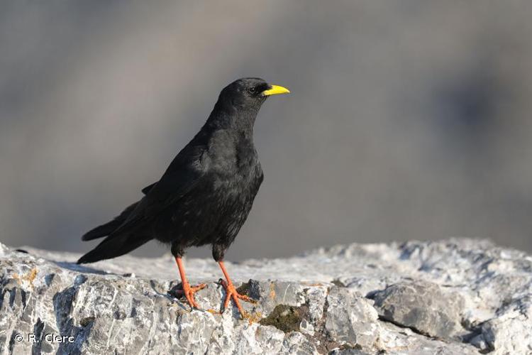 <i>Pyrrhocorax graculus</i> (Linnaeus, 1766) © R. Clerc