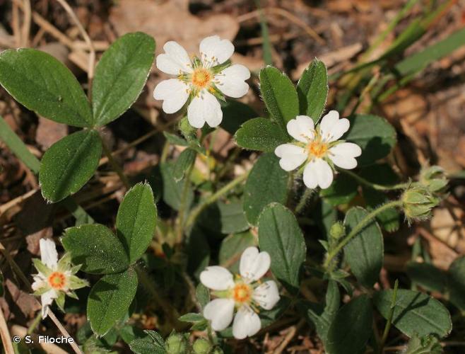 <i>Potentilla montana</i> Brot., 1804 © S. Filoche