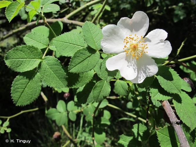 <i>Rosa corymbifera</i> Borkh., 1790 © H. Tinguy