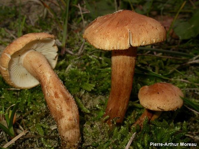 <i>Tricholoma psammopus</i> (Kalchbr.) Quél. © PA. Moreau