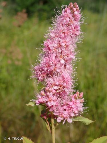 <i>Spiraea </i>x<i> billardii</i> Hérincq, 1857 © H. TINGUY