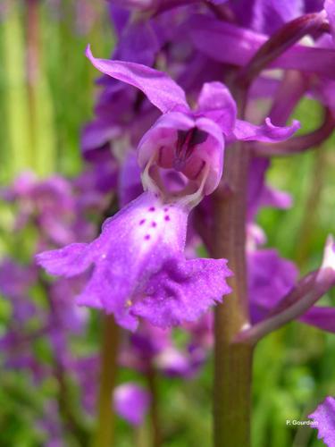 <i>Orchis mascula</i> (L.) L., 1755 © P. Gourdain