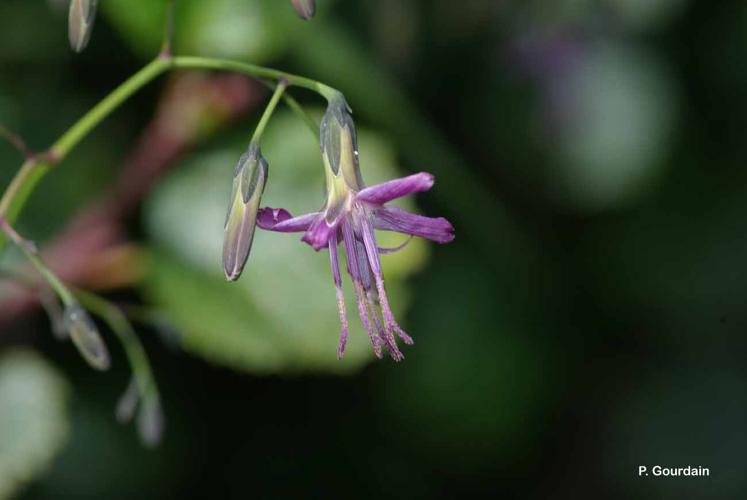 <i>Prenanthes purpurea</i> L., 1753 © P. Gourdain