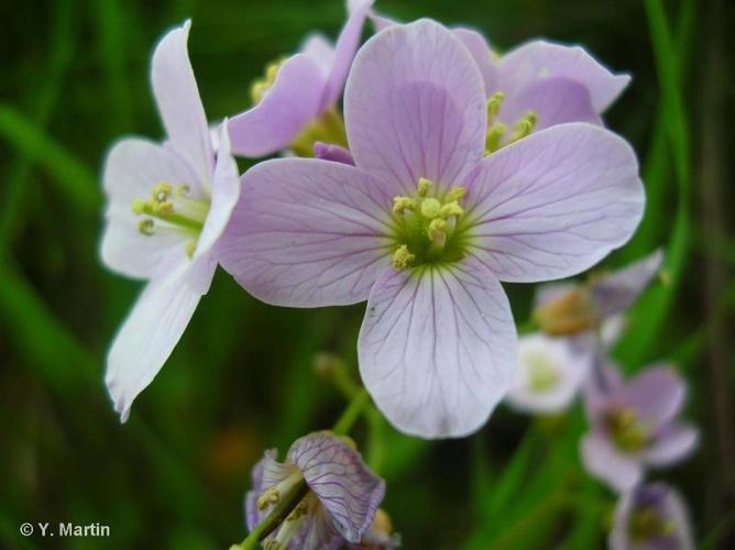 <i>Cardamine pratensis</i> L., 1753 © 