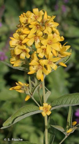 <i>Lysimachia vulgaris</i> L., 1753 © S. Filoche