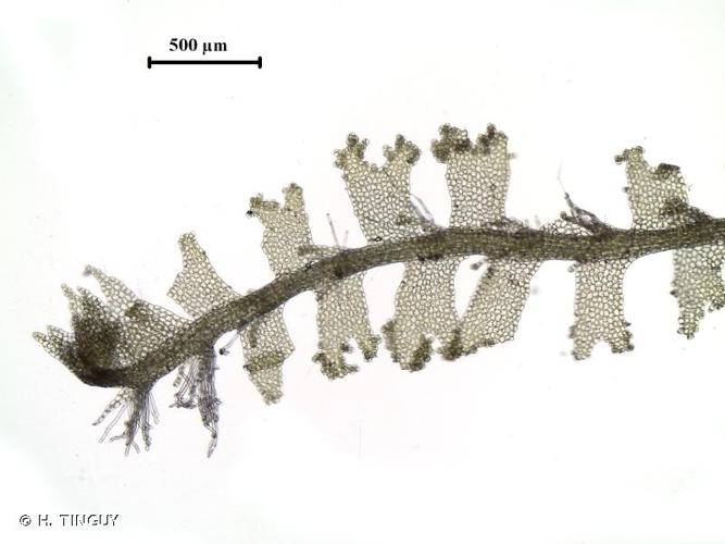 <i>Lophocolea minor</i> Nees, 1836 © H. TINGUY