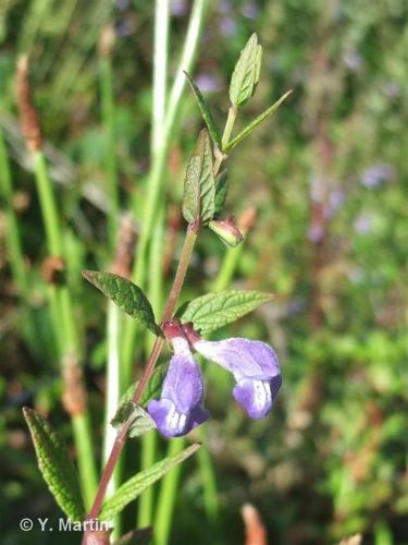 <i>Scutellaria galericulata</i> L., 1753 © 