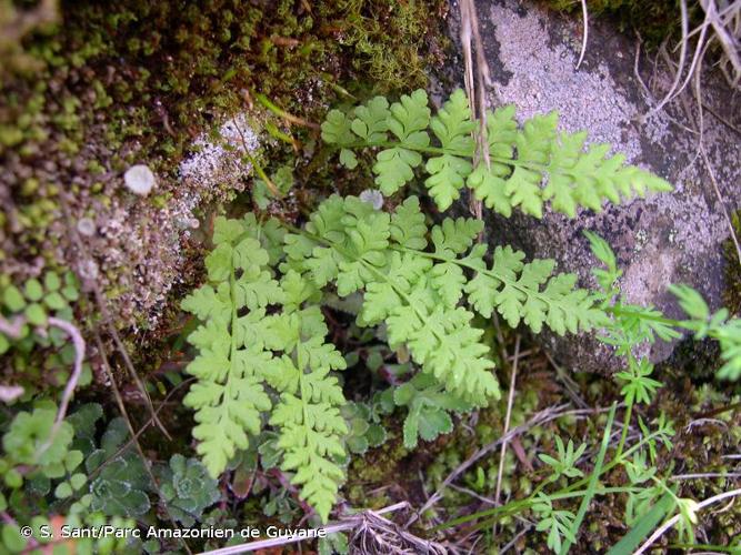 <i>Woodsia alpina</i> (Bolton) Gray, 1821 © S. Sant/Parc Amazonien de Guyane