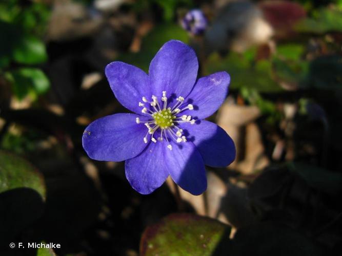 <i>Anemone hepatica</i> L., 1753 © F. Michalke