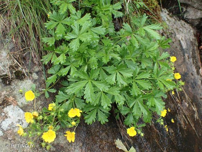 <i>Potentilla crantzii</i> (Crantz) Beck ex Fritsch, 1897 © H. TINGUY