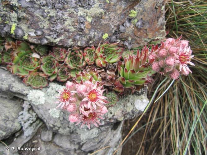 <i>Sempervivum tectorum</i> L., 1753 © P. Rouveyrol