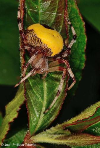 <i>Araneus marmoreus</i> Clerck, 1758 © 