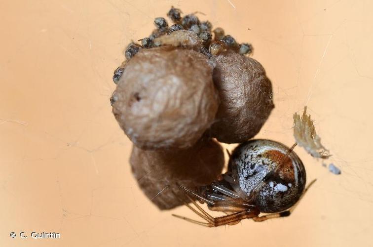 <i>Parasteatoda lunata</i> (Clerck, 1758) © C. Quintin