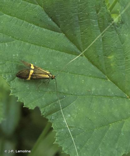 <i>Nemophora degeerella</i> (Linnaeus, 1758) © J-P. Lamoline