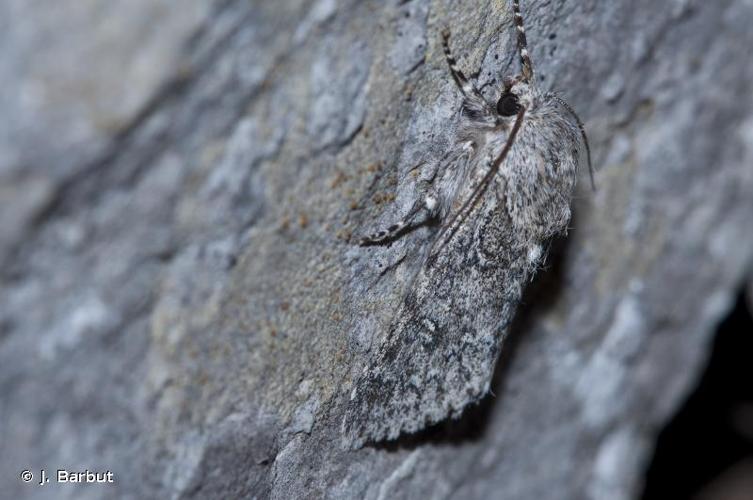 <i>Acronicta euphorbiae</i> (Denis & Schiffermüller, 1775) © J. Barbut