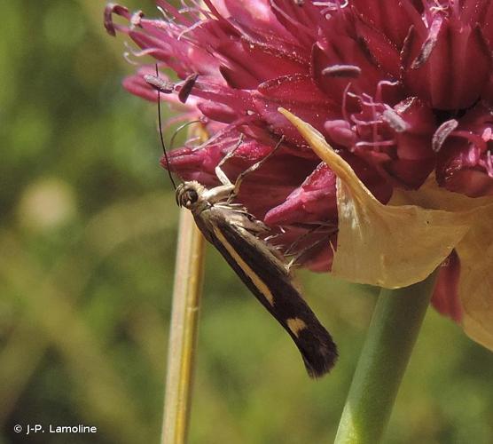 <i>Scythris heinemanni</i> (Möschler, 1869) © J-P. Lamoline