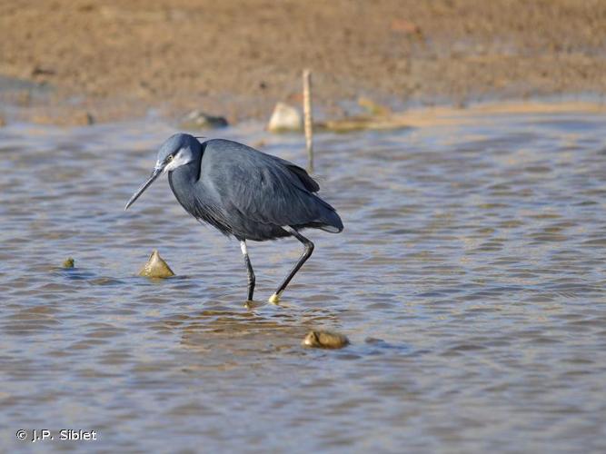 <i>Egretta gularis</i> (Bosc, 1792) © J.P. Siblet