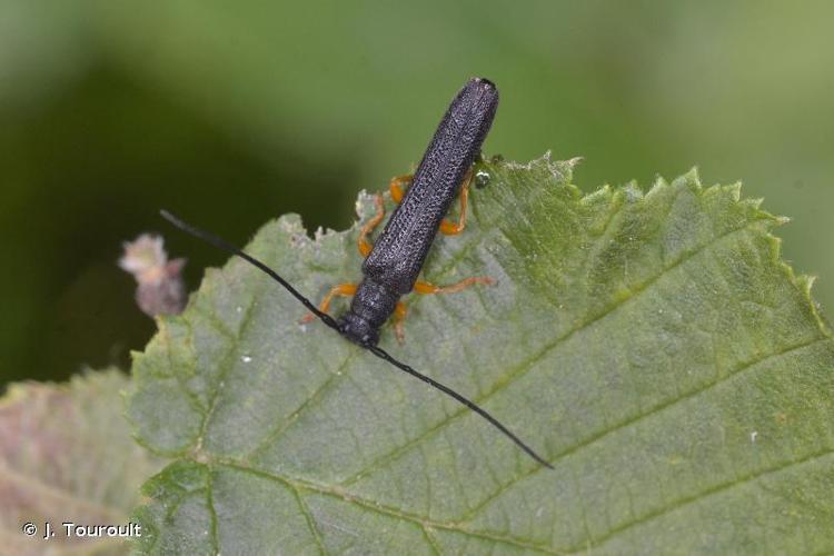 <i>Oberea linearis</i> (Linnaeus, 1758) © J. Touroult