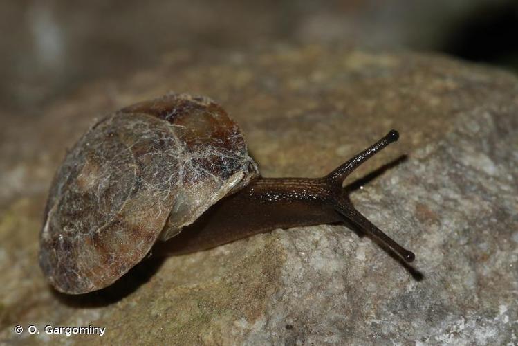 <i>Helicigona lapicida andorrica</i> (Bourguignat, 1876) © O. Gargominy