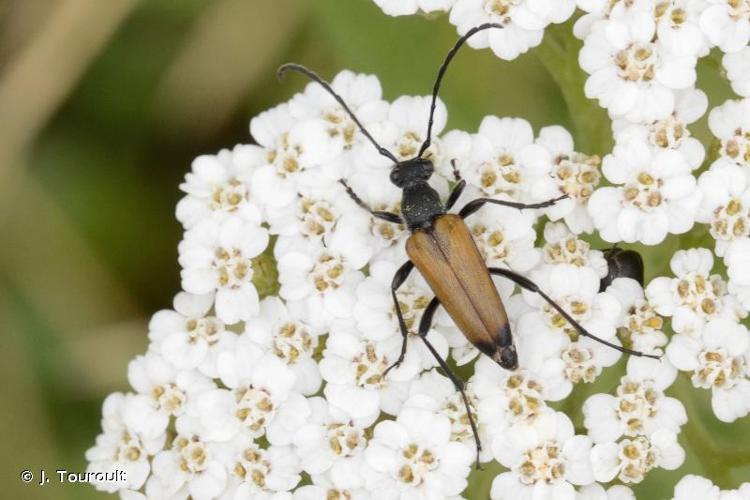 <i>Anastrangalia sanguinolenta</i> (Linnaeus, 1760) © J. Touroult