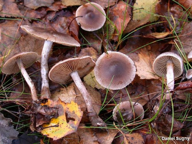 <i>Cortinarius hemitrichus</i> (Pers. : Fr.) Fr. © D. Sugny