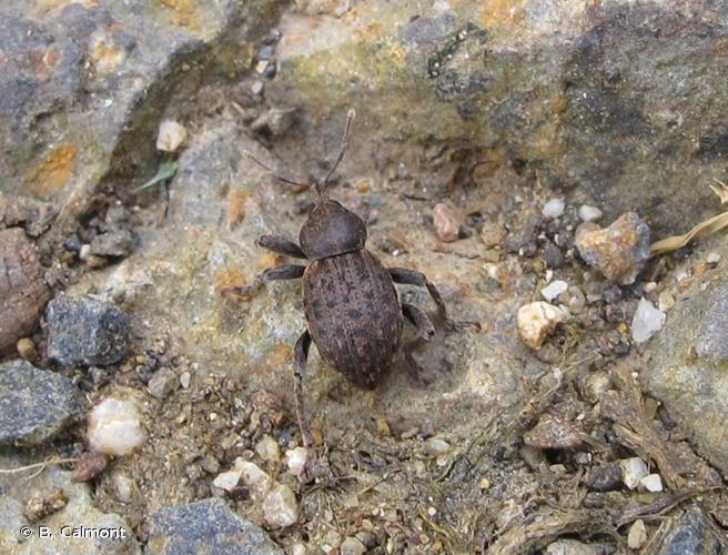 <i>Donus globosus globosus</i> (Fairmaire, 1858) © B. Calmont