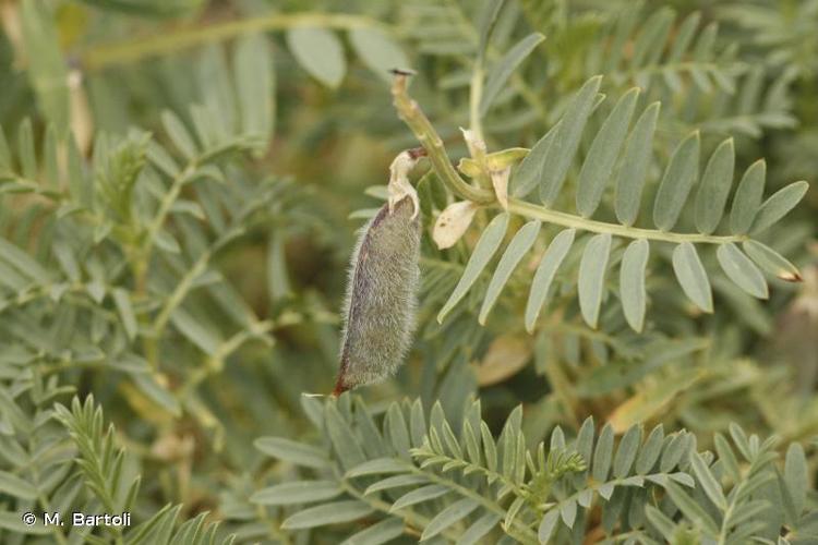 <i>Vicia argentea</i> Lapeyr., 1813 © M. Bartoli