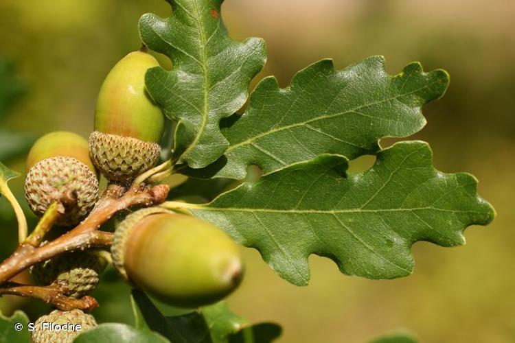 <i>Quercus pubescens</i> Willd., 1805 © S. Filoche