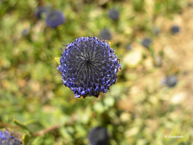 <i>Globularia alypum</i> L., 1753 © P. Gourdain