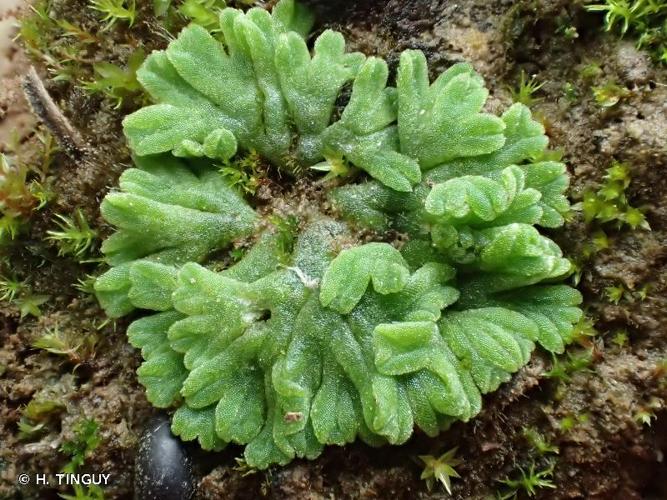 <i>Riccia glauca</i> L., 1753 © H. TINGUY