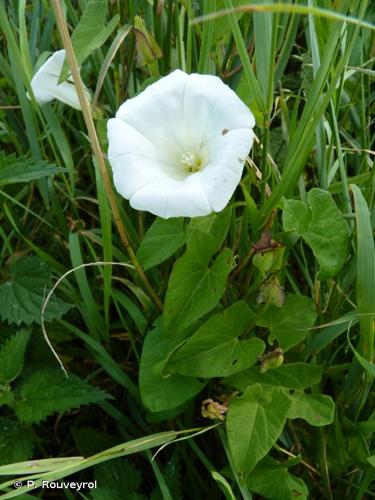 <i>Convolvulus sepium</i> L., 1753 © P. Rouveyrol