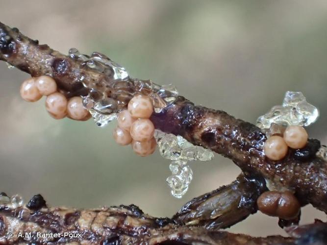 <i>Trichia sordida</i> Johannesen, 1984 © A.M. Rantet-Poux