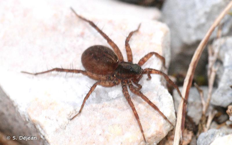 <i>Pardosa pullata</i> (Clerck, 1758) © S. Déjean