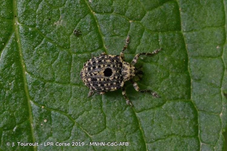 <i>Cionus thapsus thapsus</i> (Fabricius, 1792) © J. Touroult - LPR Corse 2019 - MNHN-CdC-AFB